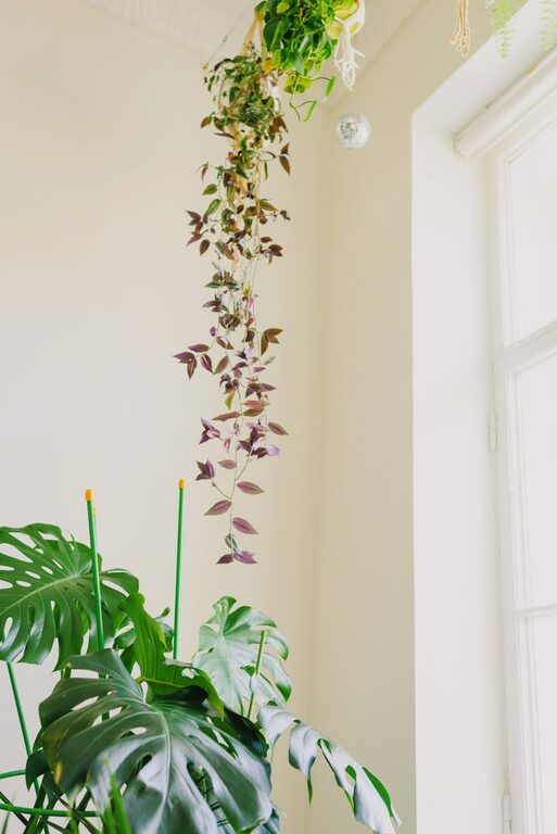 How to Refresh Your Home with Plants: Simple Tips for Every Space